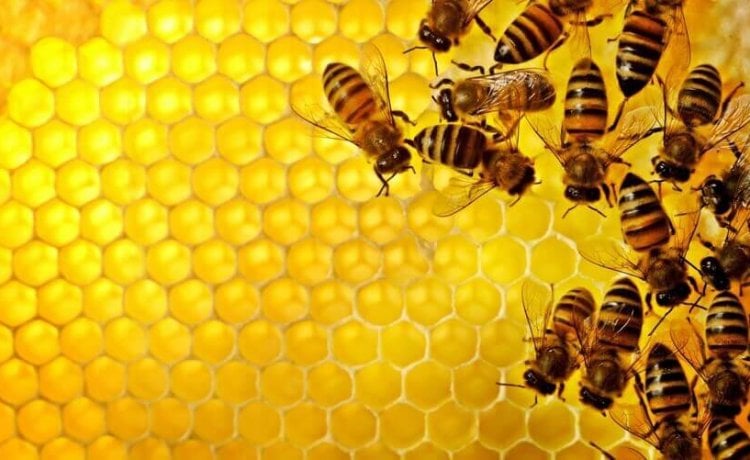 a prosztatitis méhek