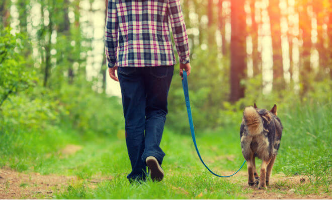 Šetam li krivo svog psa? – savjeti za bolju šetnju | Kreni zdravo!