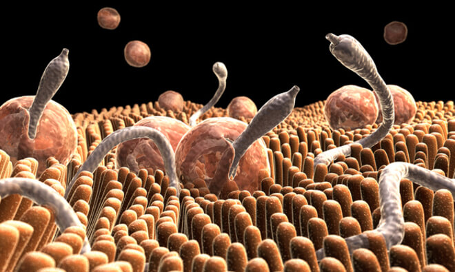 Paraziti u telu. Enterobius vermicularis dijagnoza, Medicament cu vierme blând